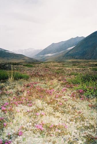 6 Gates of the Arctic National Park and Preserve Itkillik Birds Survey June 2006