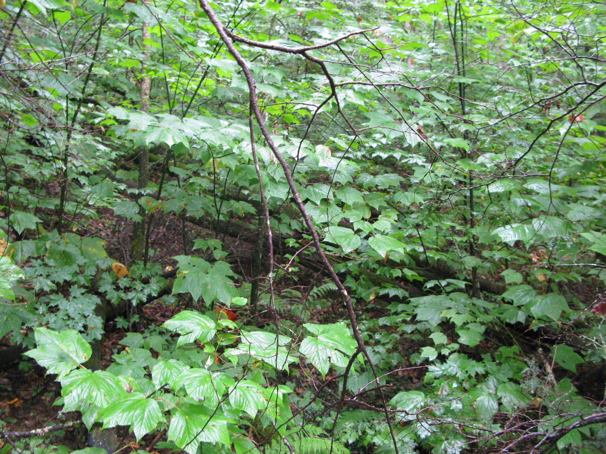 GRSM Accuracy Assessment. Plot Code: GRSM_AA_0124_5