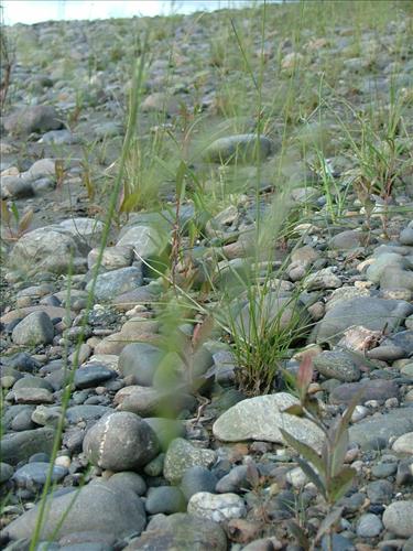 21 Yukon-Charley Rivers National Preserve Peregrine Falcon Survey July 2006