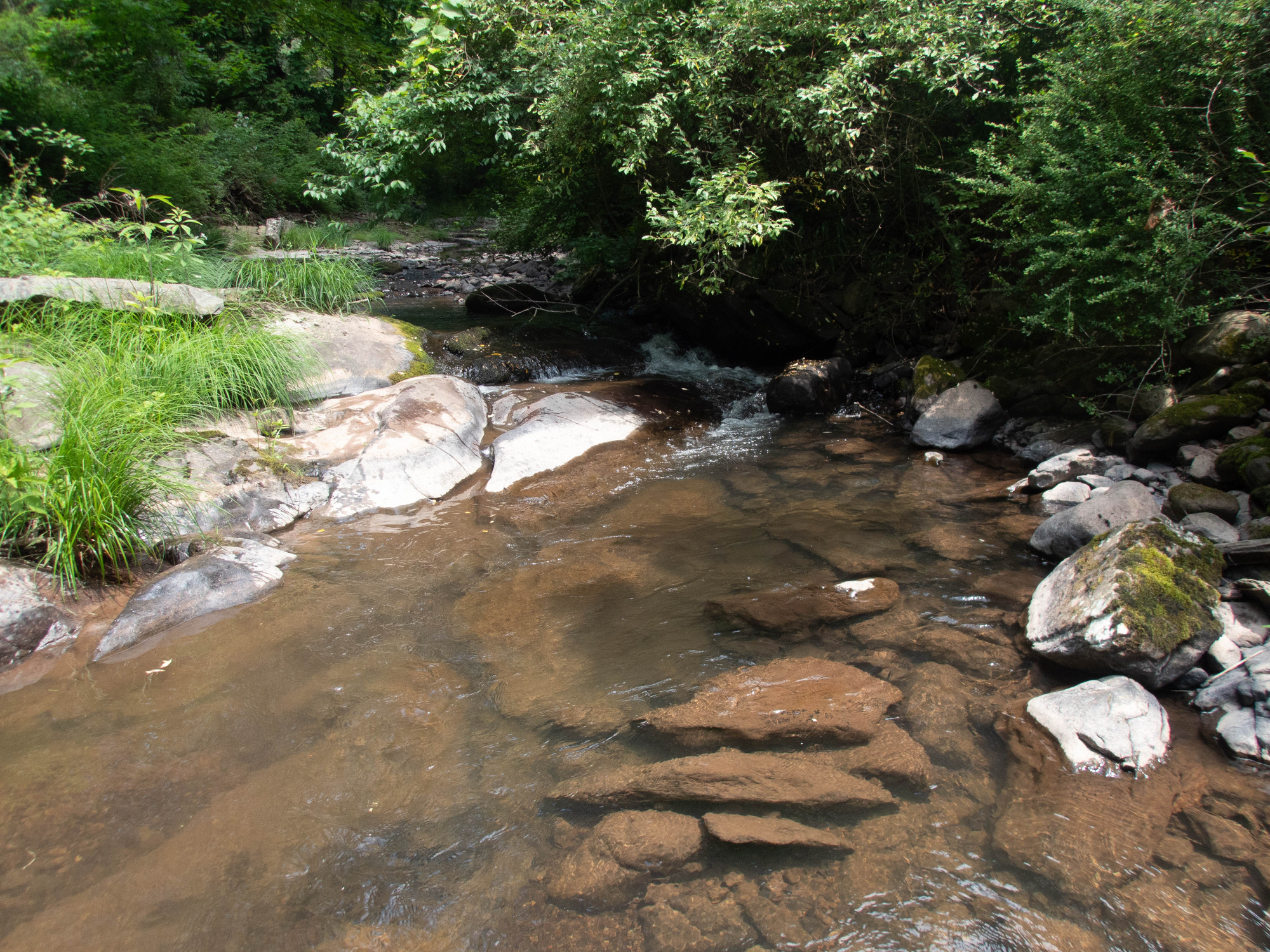 Site visit photo showing the upstream (UP) or downstream (DN) view of a wadeable stream reach taken during fish monitoring at Delaware Water Gap National Recreation Area.