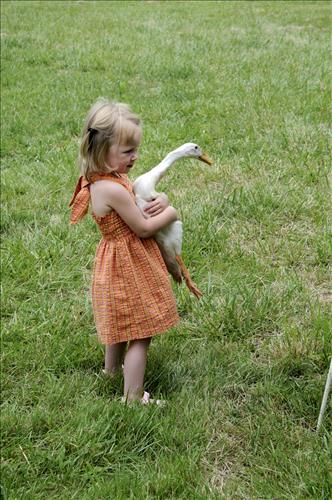 Herding ducks at The Spicy Lamb Farm in Cuyahoga Valley National Park