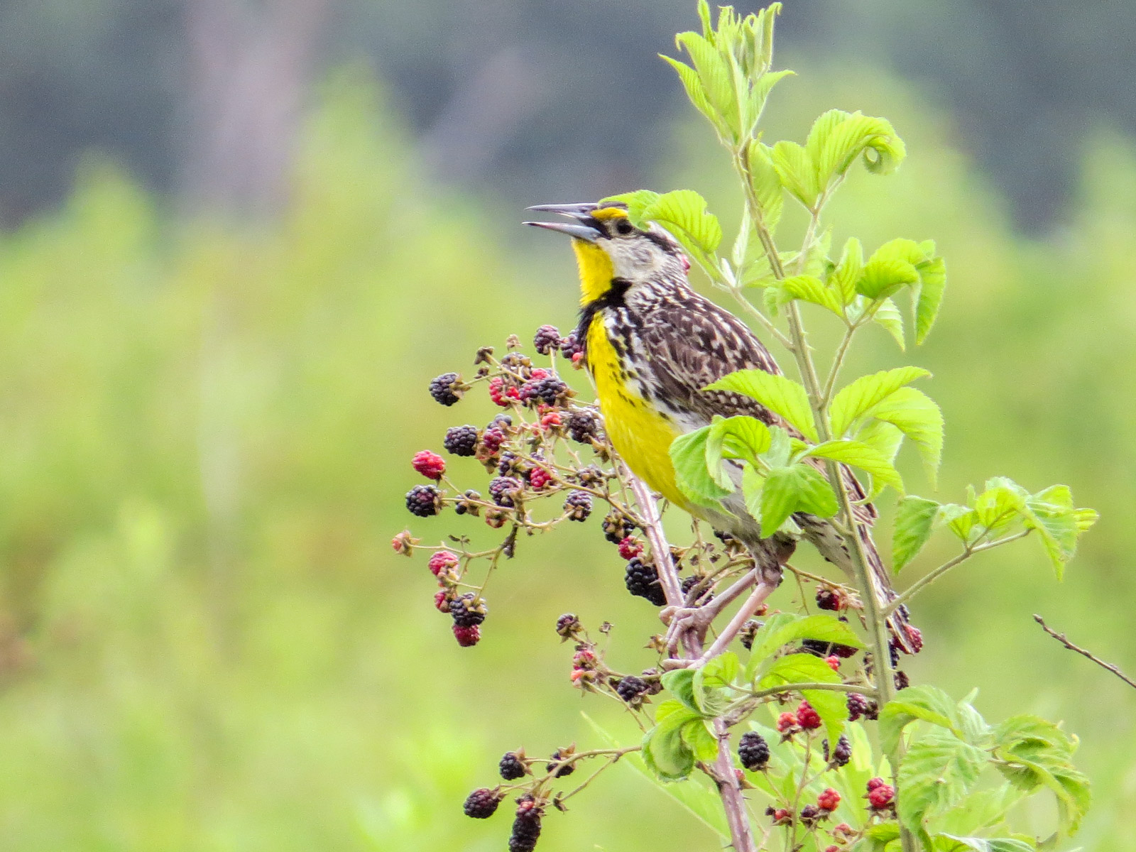 Image of Sturnella magna, a species of Bird