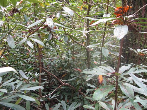 GRSM Accuracy Assessment. Plot Code: GRSM_AA_0655_4