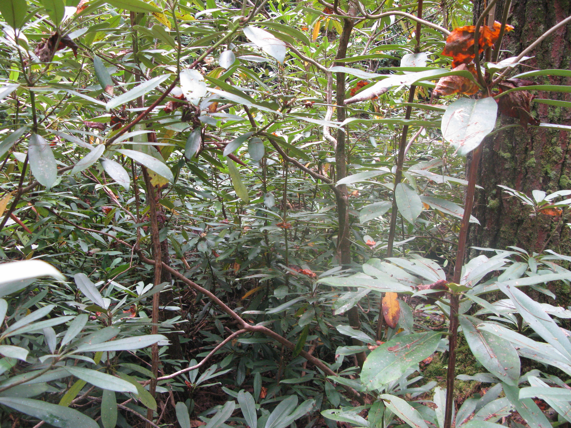 GRSM Accuracy Assessment. Plot Code: GRSM_AA_0655_4