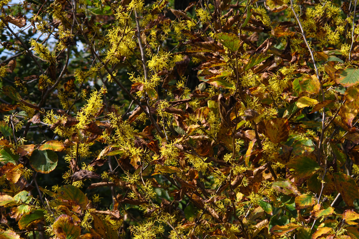 American witch-hazel