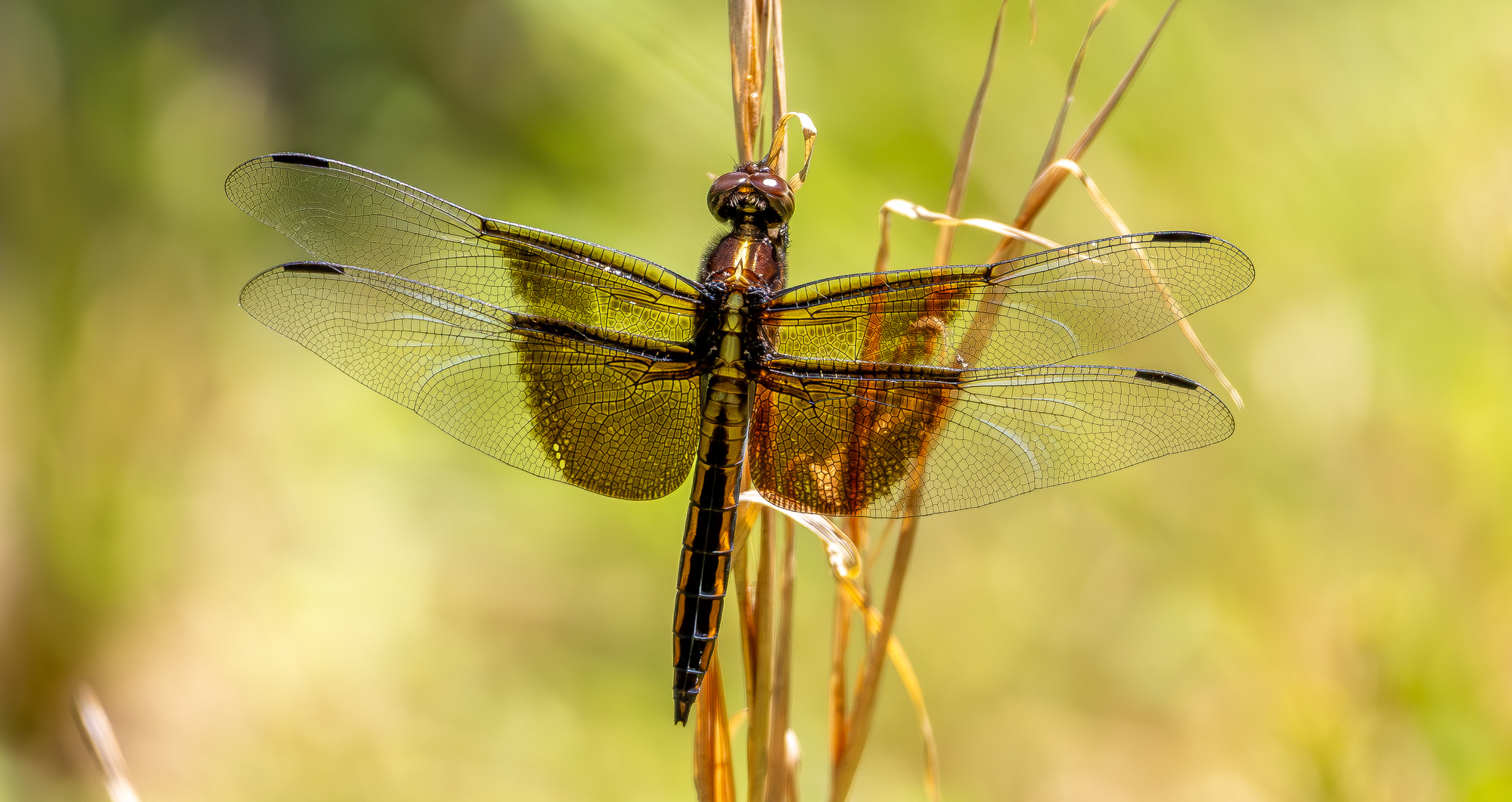 A close-up, top-down view of a female Blue Dasher dragonfly resting on a dried, vertical stalk of grass. The dragonfly's body is dark with yellow and brown markings, and its clear, intricately veined wings have a golden-brown tint, especially towards the body. The background is a soft, out-of-focus green and yellow, suggesting natural vegetation.