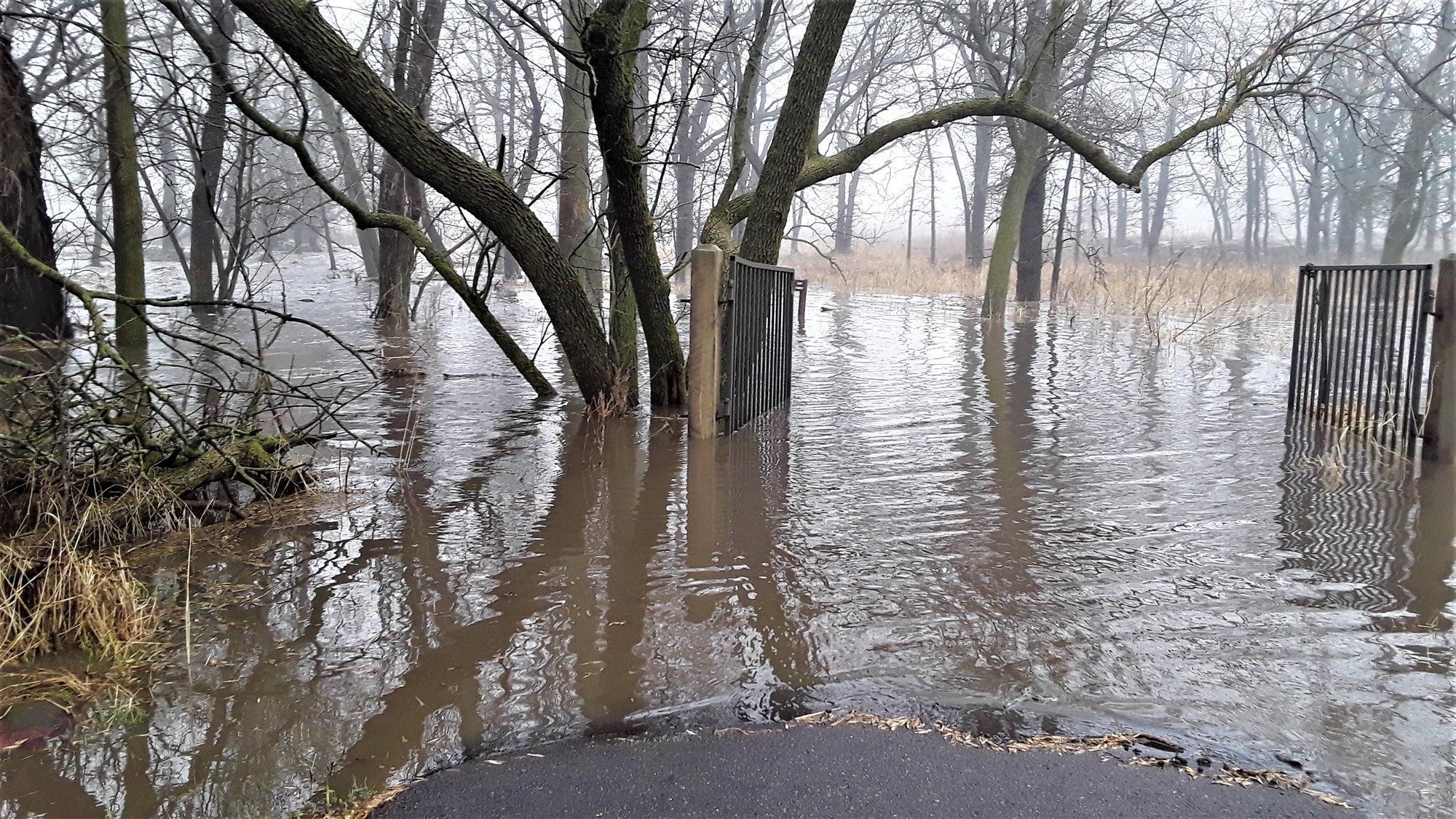 Water surrounding trees, prairie, and a gate as it creeps up asphalt onto a foot path.