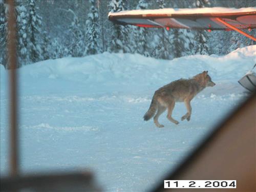 9 Gates of the Arctic National Park and Preserve Koyukuk Moose Survey 2004