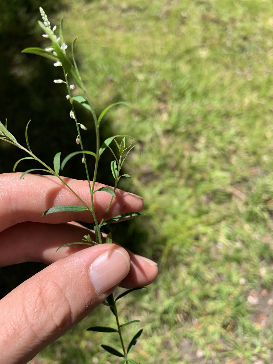 Photo of plant species Polygala paniculata