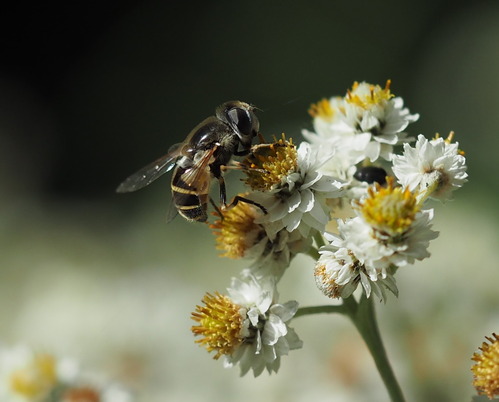 A hover fly and a small beetle on a pearly everlasting flower