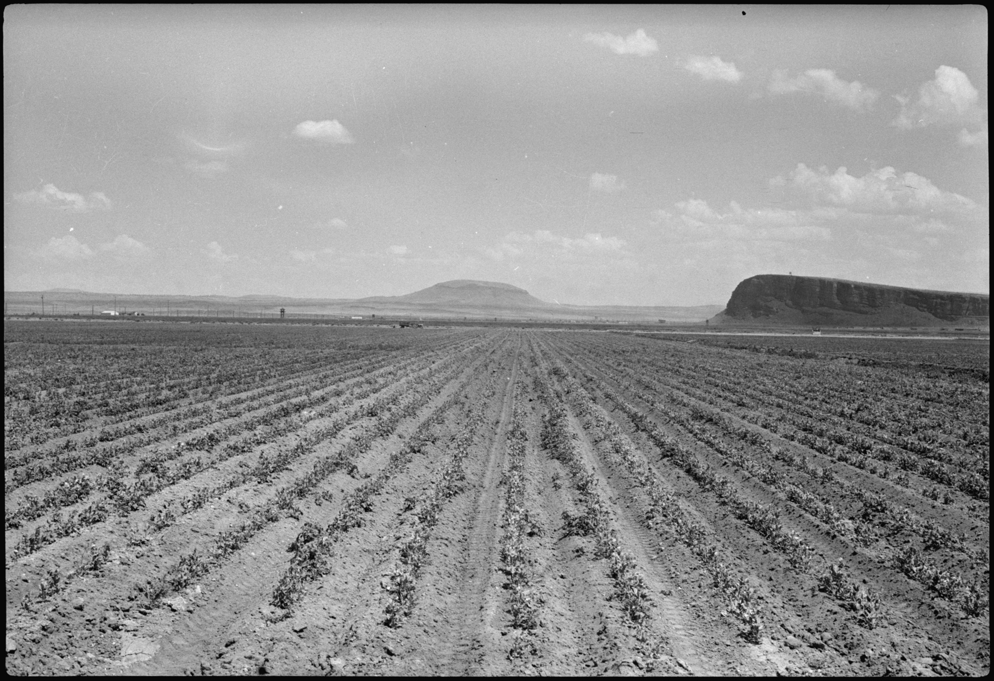 This field of peas (Laxton Progress) was planted at Tule Lake on June 1, 1944