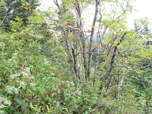 GRSM Accuracy Assessment. Plot Code: GRSM_AA_0322_6