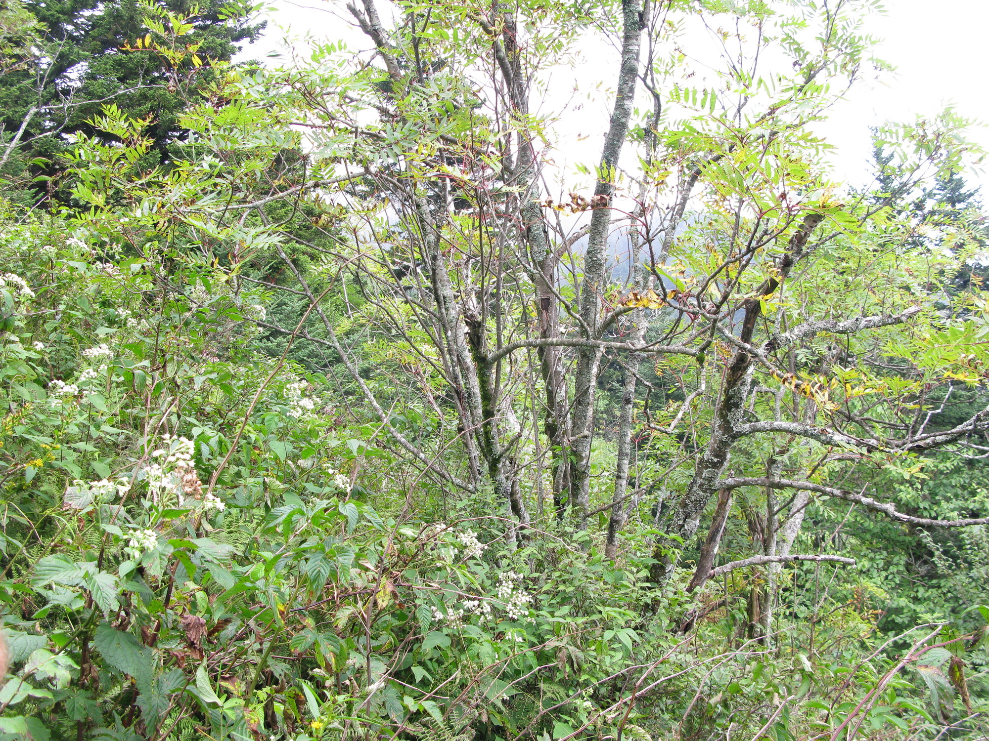 GRSM Accuracy Assessment. Plot Code: GRSM_AA_0322_6