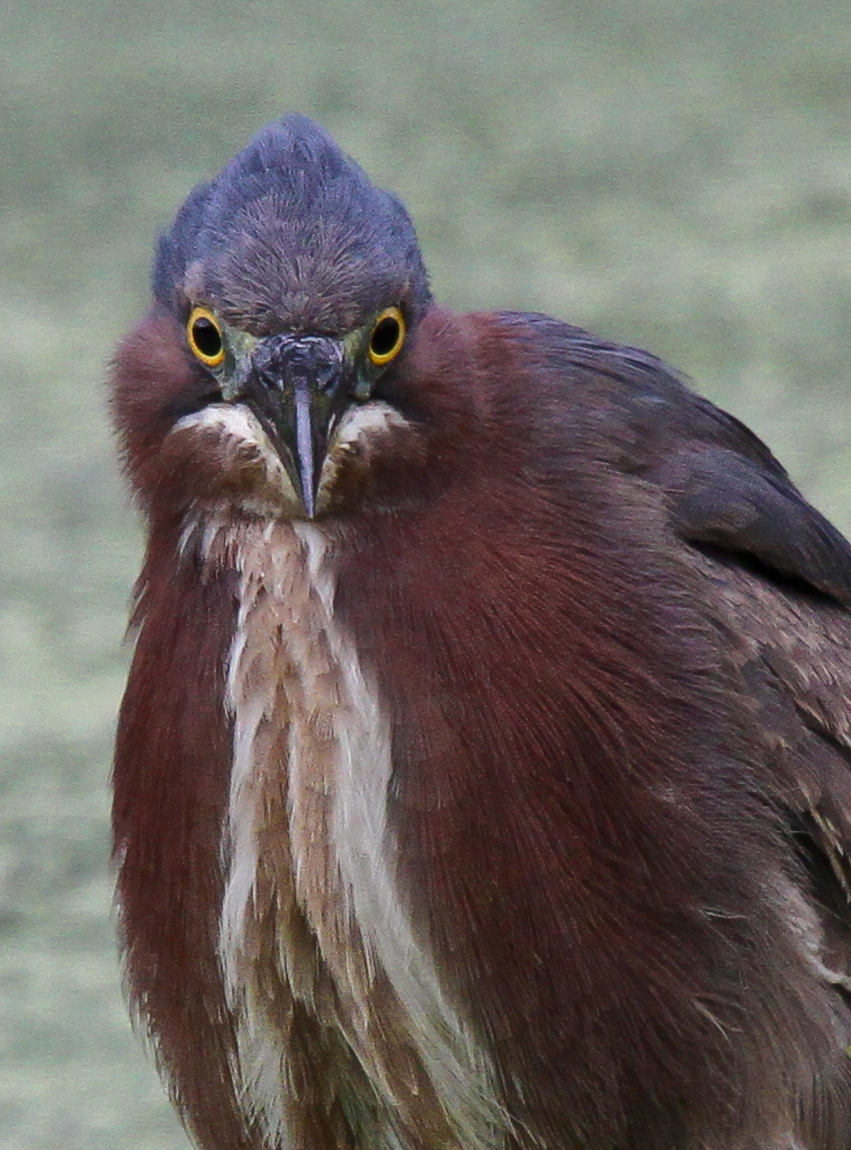 Close-up of the body and head of a green heron. Background is out of focus.