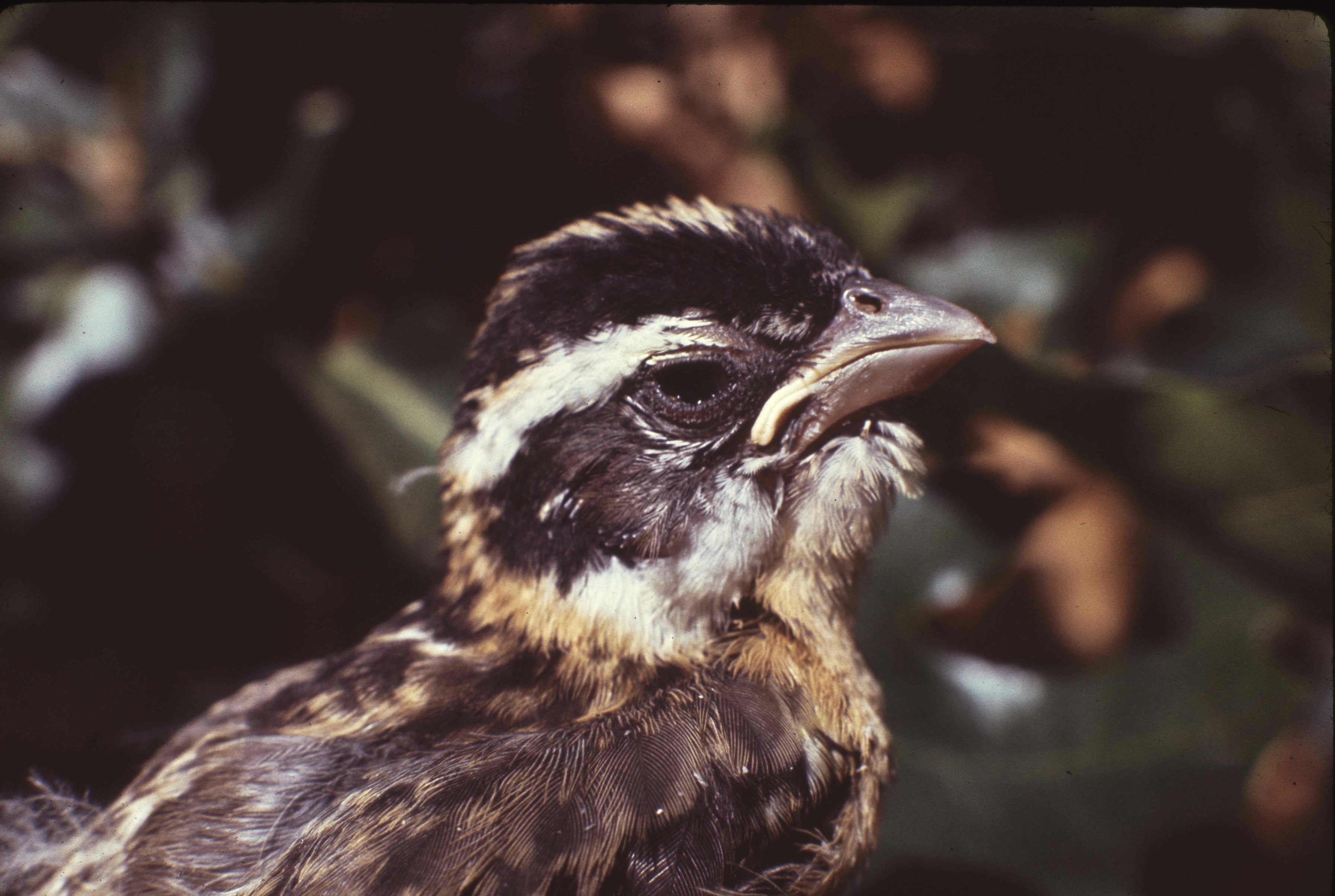 Young Grosebeak. H.J. Windsor. Yosemite Original. Original. D-37-h-3. E-03-69-013