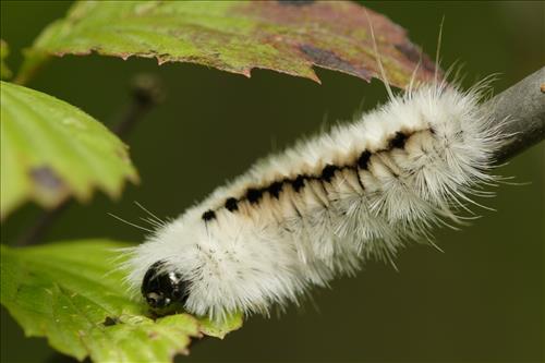 Tussock moth caterpillars in Cuyahoga Valley National Park