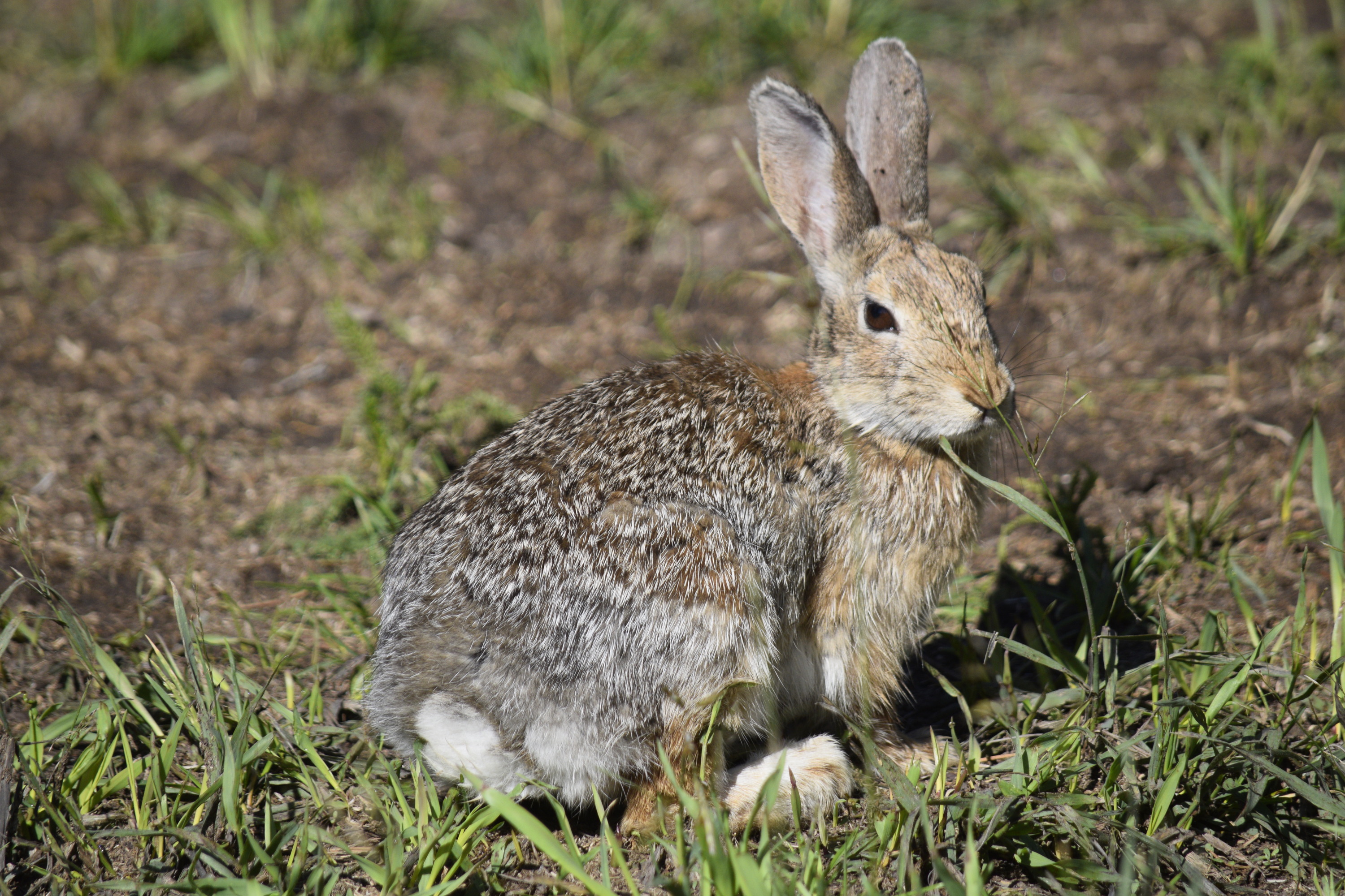 A gray rabbit with tall ears sits among patches of dirt and grasses, staring just off-camera.