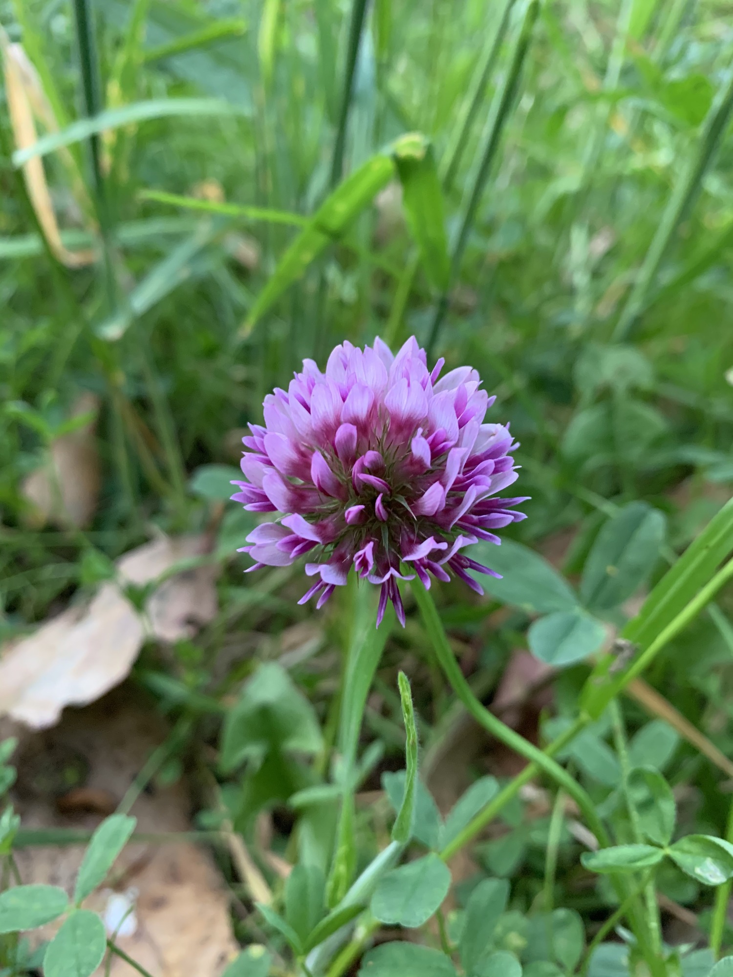 A single plump and voluminous sphere shaped flower stalk filled with dozens of small flowers. Each flower has magenta petals with light pink outer ends, making the entire flower stalk appear as if it had been dipped in light pink paint.