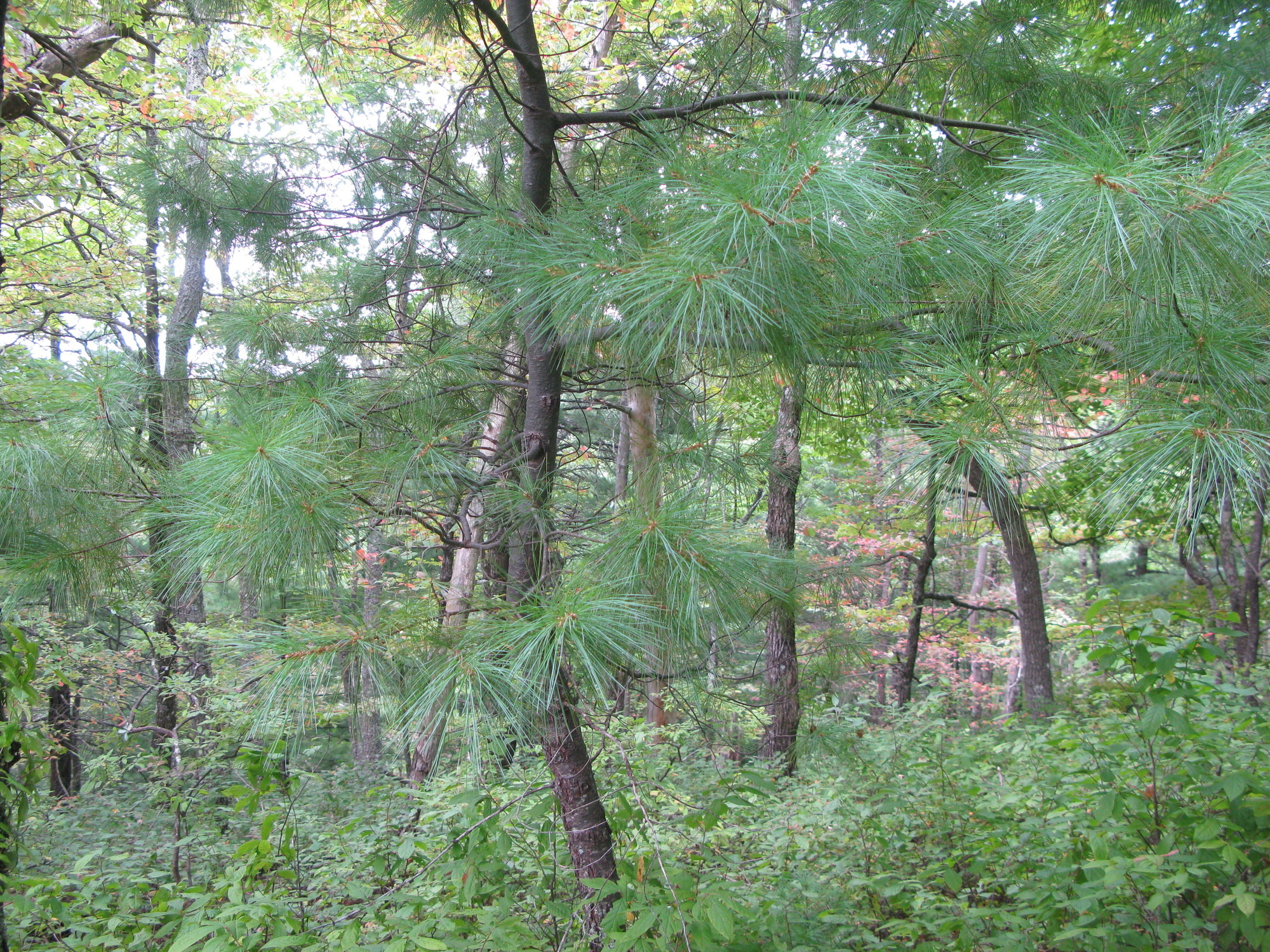 GRSM Accuracy Assessment. Plot Code: GRSM_AA_0601_5