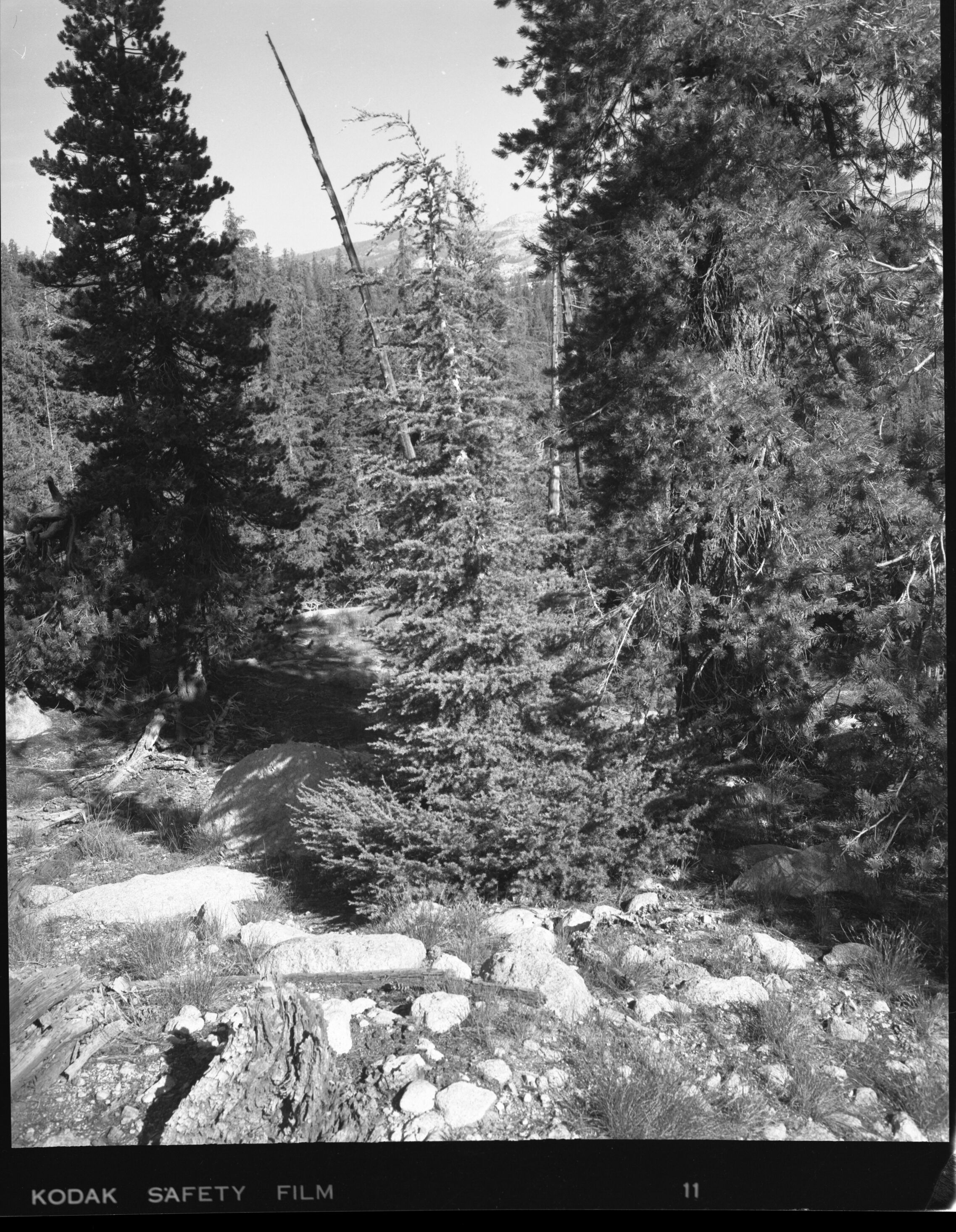 Mountain Hemlock near Tenaya Lake