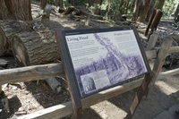 A metal panel sign sits in front of a wooden fence. Behind the fence their are large logs and still standing trees. 