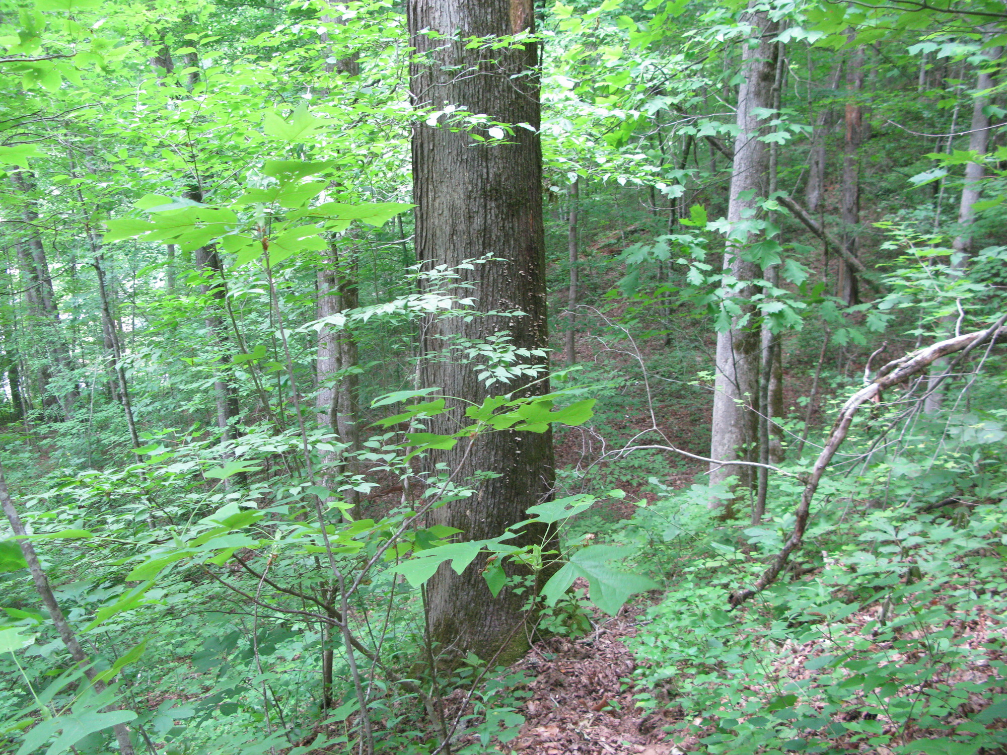 GRSM Accuracy Assessment. Plot Code: GRSM_AA_0725_6