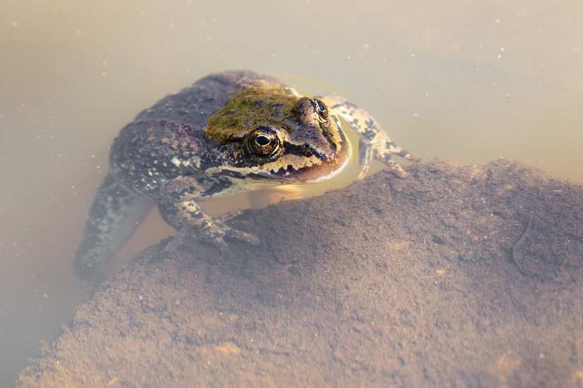 Frog surfaces in water next to a rock