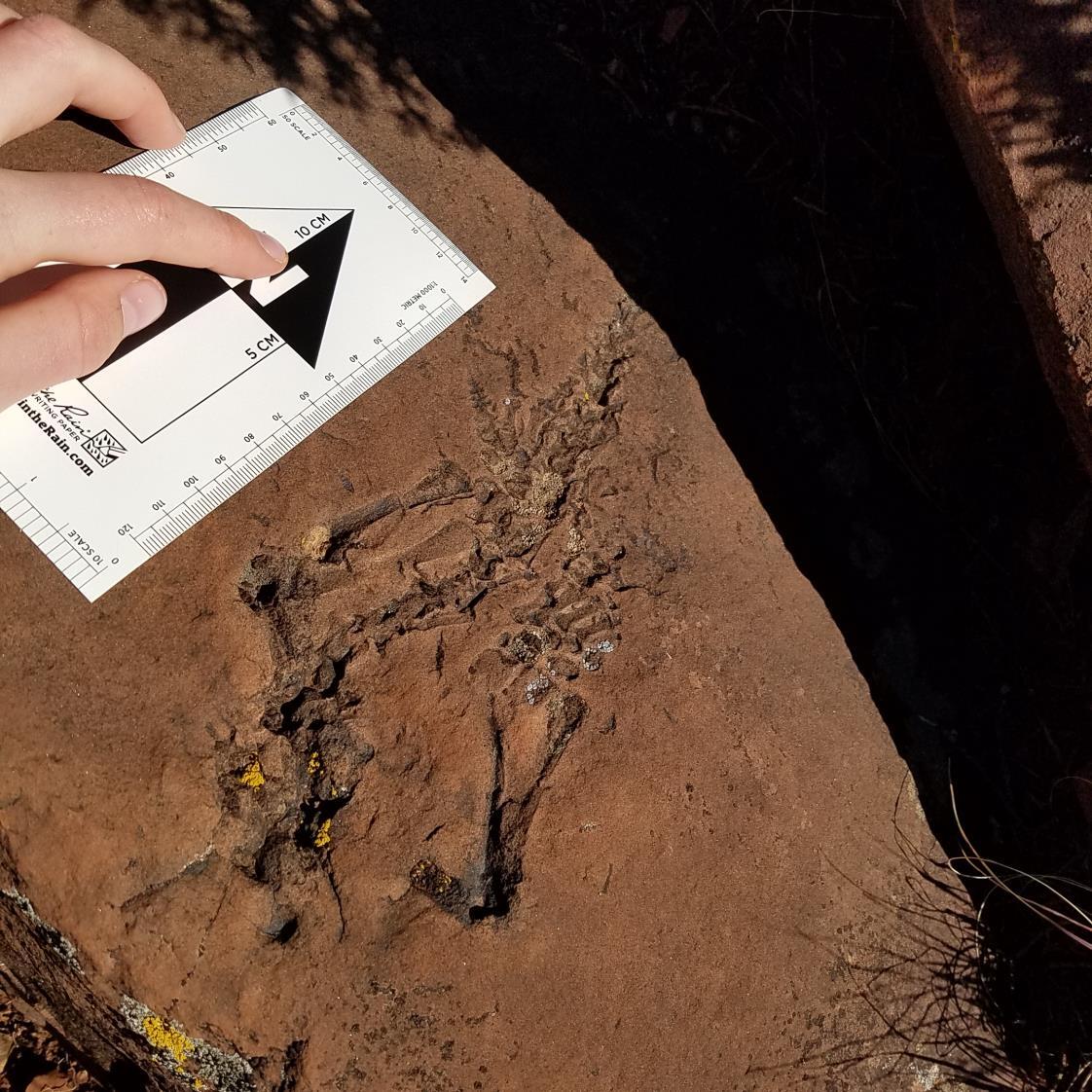  Photograph of Permian vertebrate skeleton. The fossil is about 20 cm (7.9 inches) long.