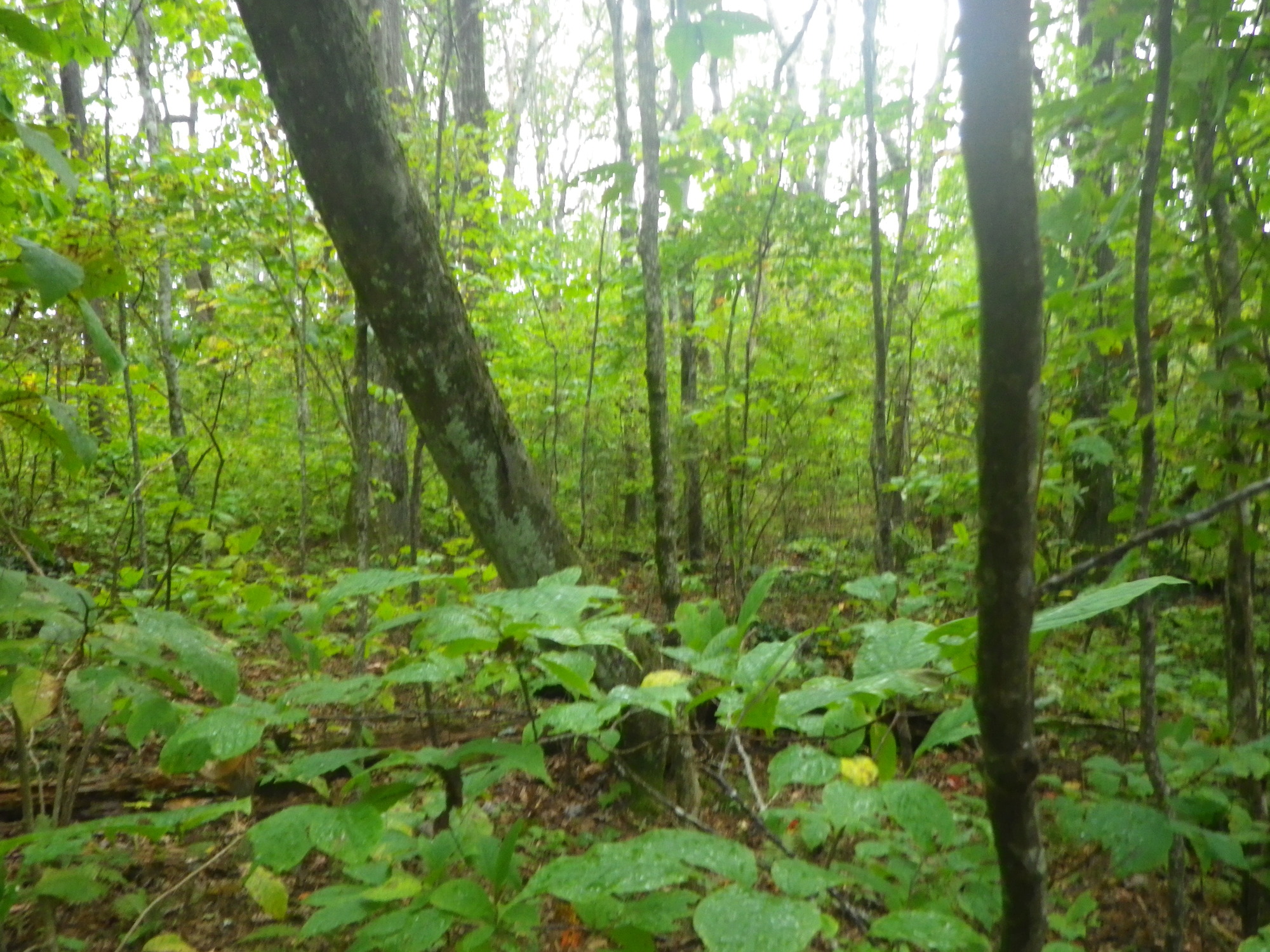 GRSM Accuracy Assessment. Plot Code: GRSM_AA_0491_3