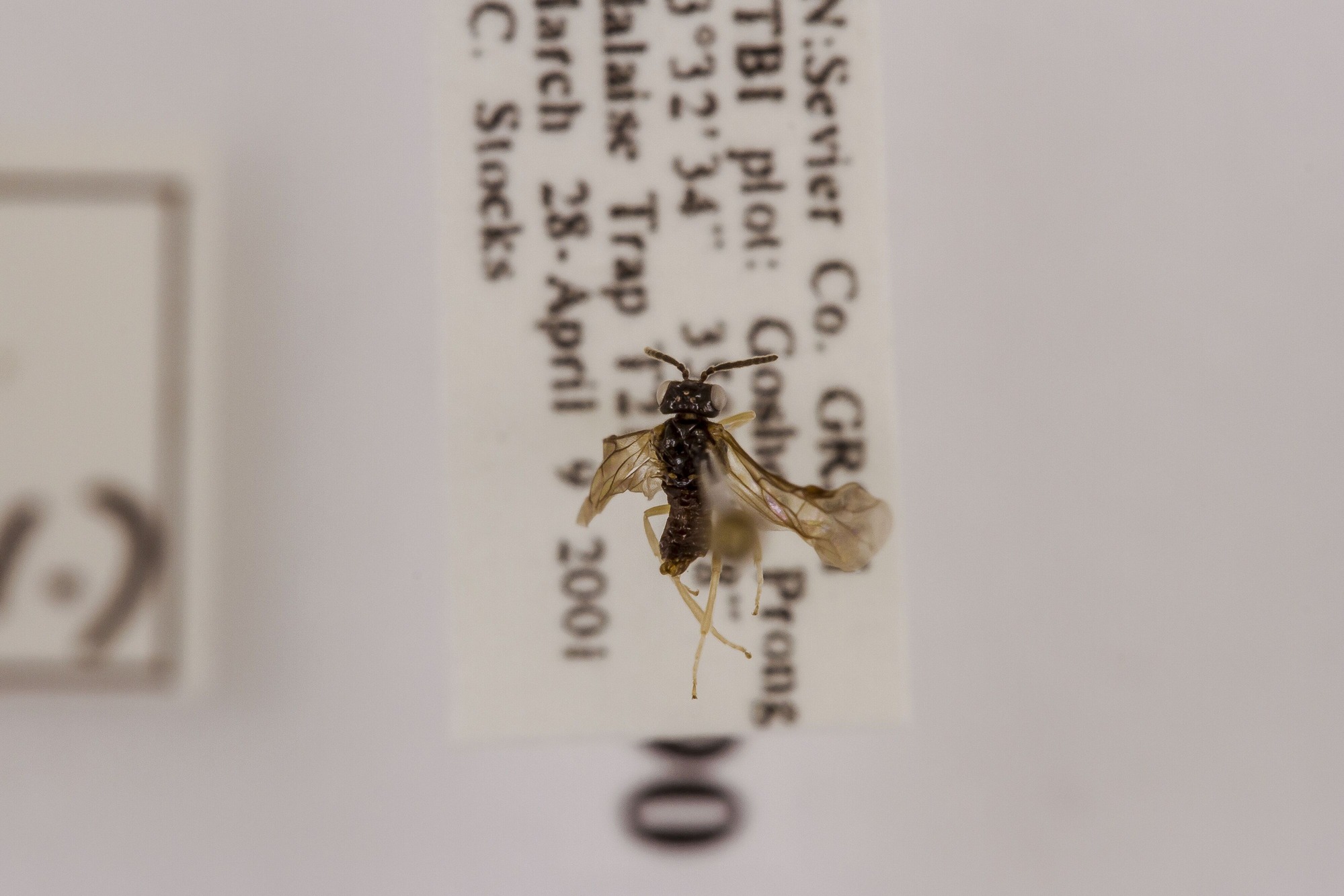 Image of Nefusa ambigua, a species of Animalia