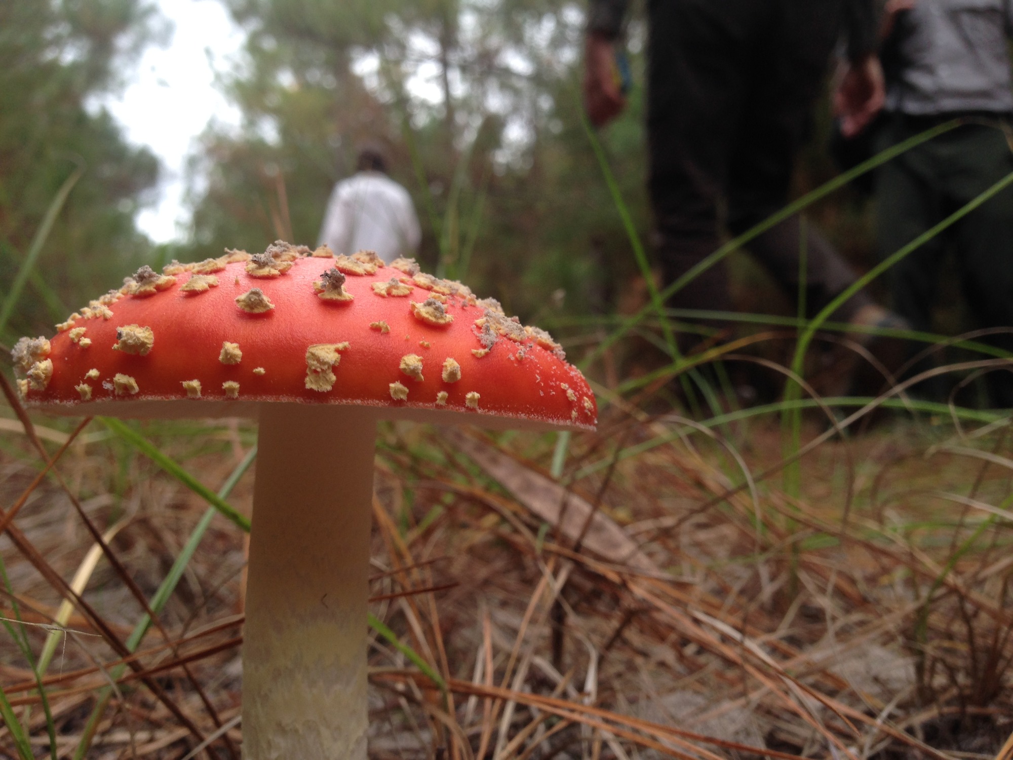 A red-capped mushroom with numerous white crusty flakes on the cap and a white stem