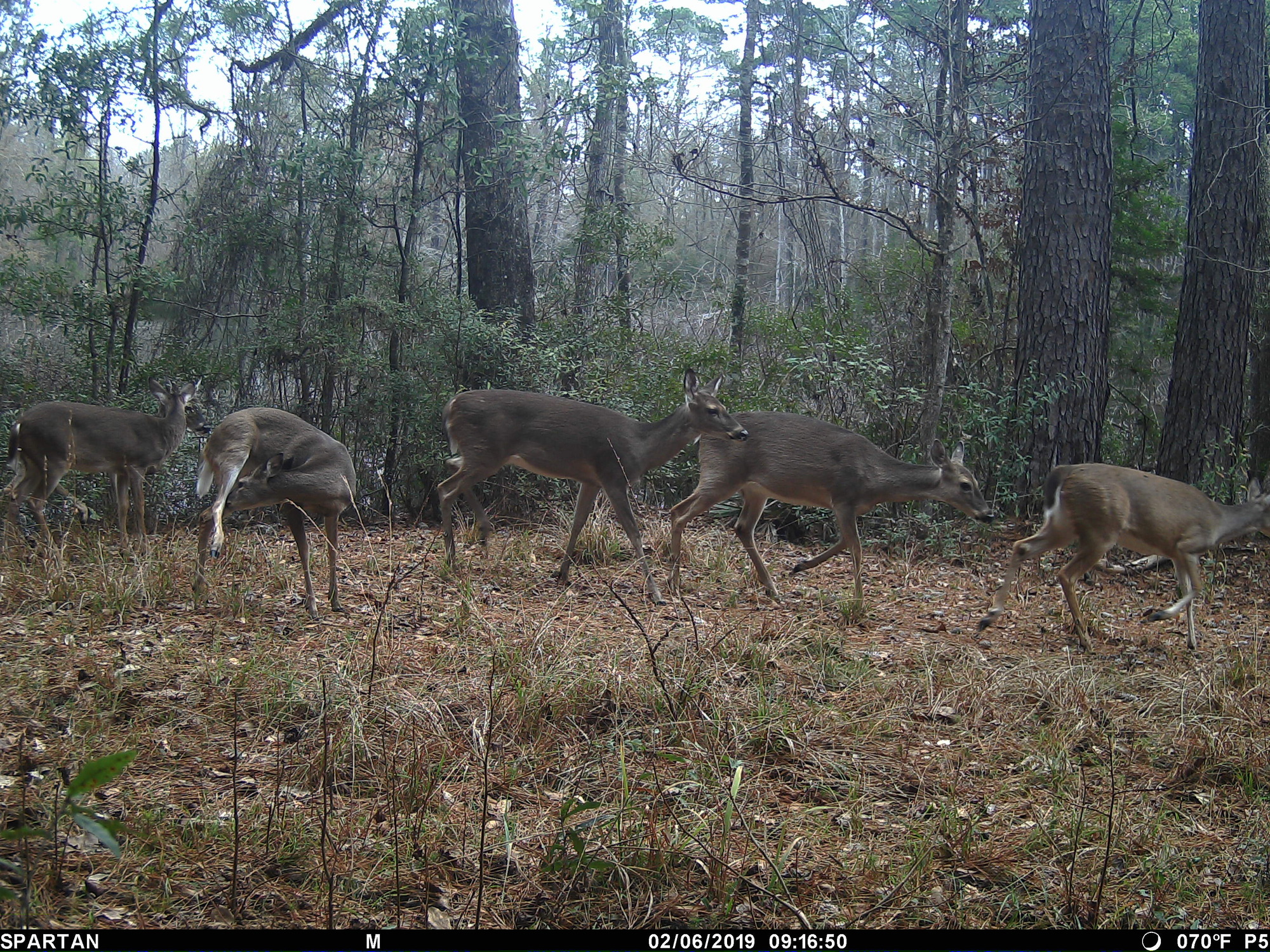 A herd of 5 white-tailed deer on the move through the woods