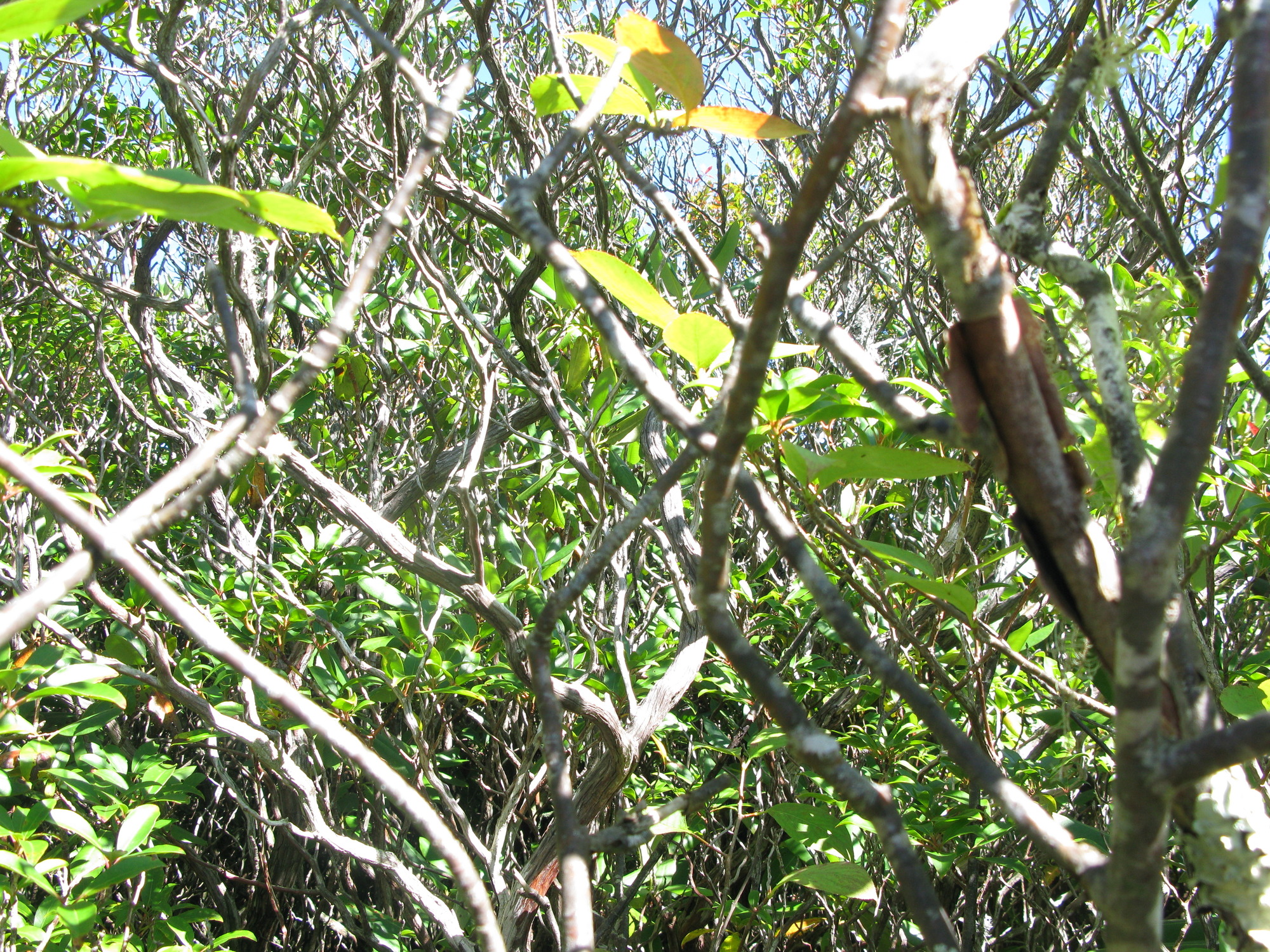 GRSM Accuracy Assessment. Plot Code: GRSM_AA_0595_2