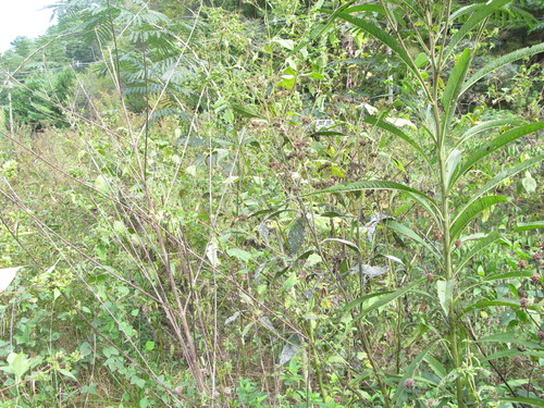 GRSM Accuracy Assessment. Plot Code: GRSM_AA_0614_3