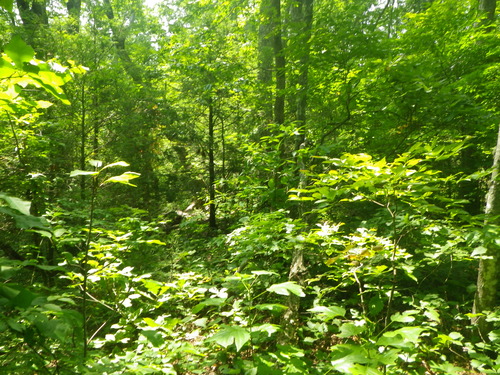 GRSM Accuracy Assessment. Plot Code: GRSM_AA_0578_4