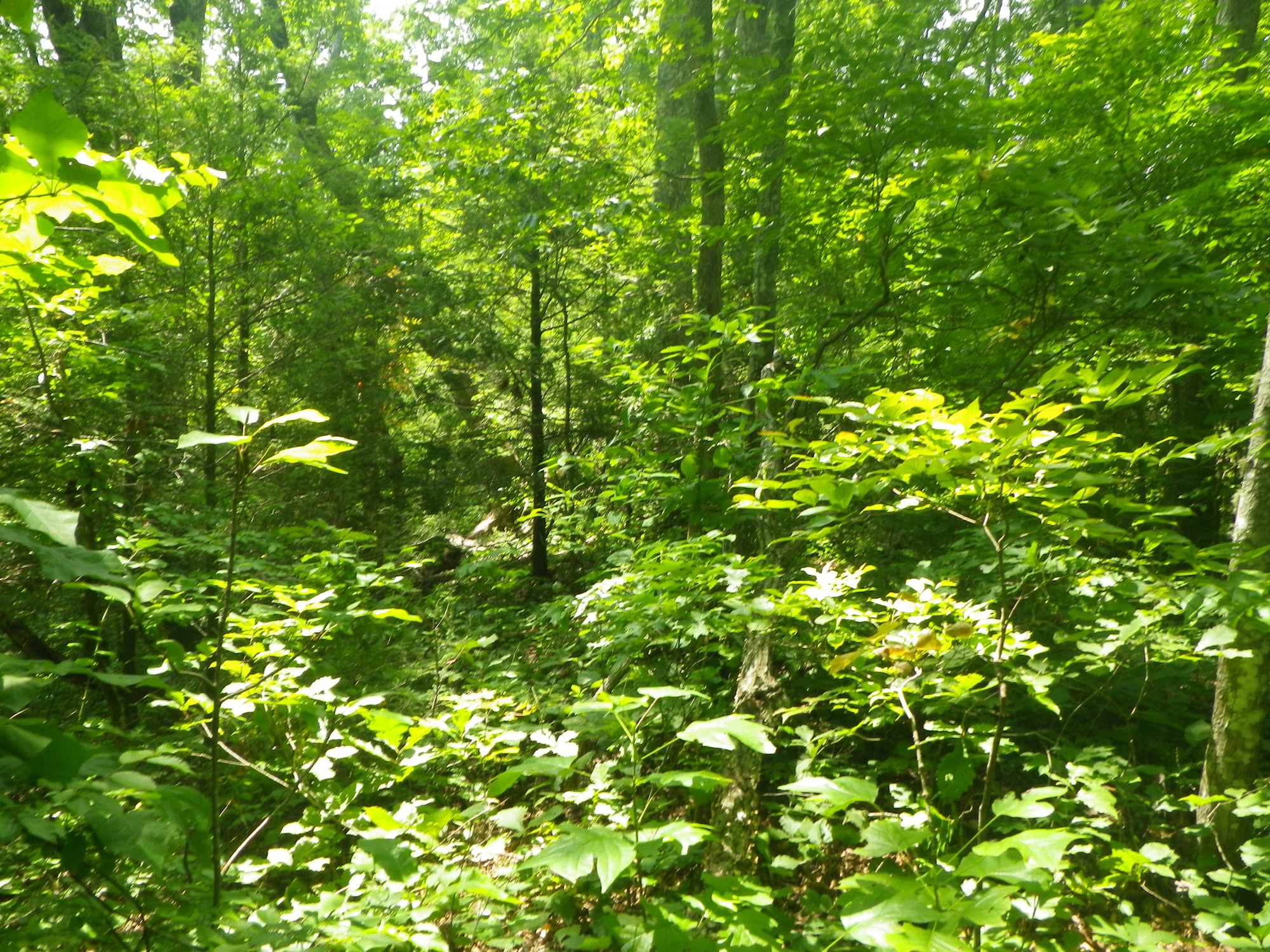 GRSM Accuracy Assessment. Plot Code: GRSM_AA_0578_4