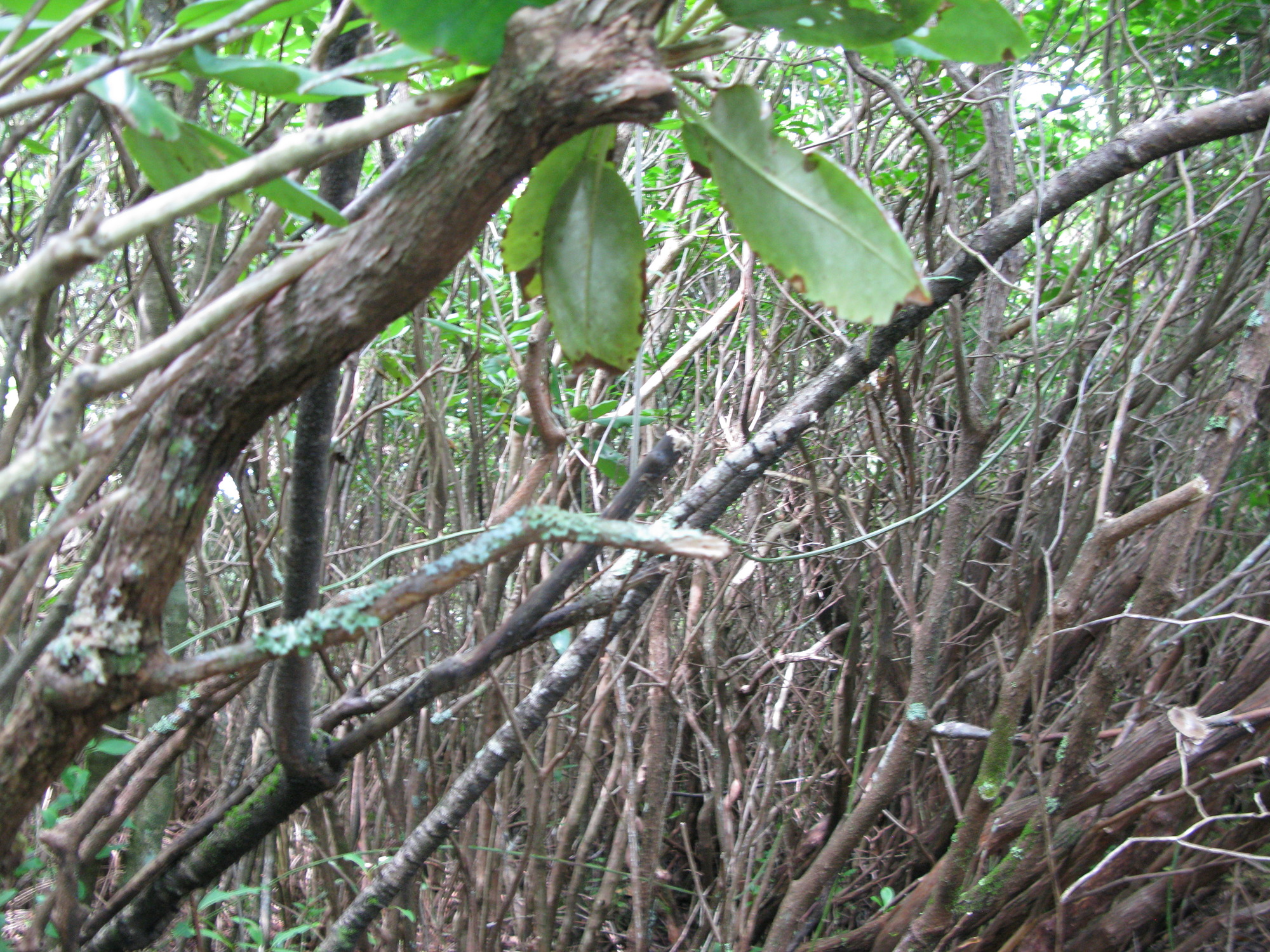 Plot Code: GRSM_AA_0521_5