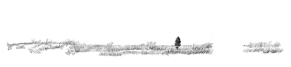 Grasslands: drawing of a grassland habitat. One of a two part series.
