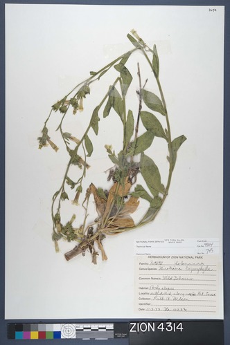 Herbarium Specimen Sheet 4314
