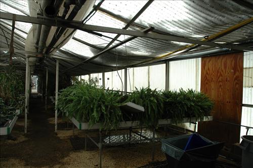 Major snow storm damage to greenhouse #4 at Kenilworth Aquatic Gardens - February 2010