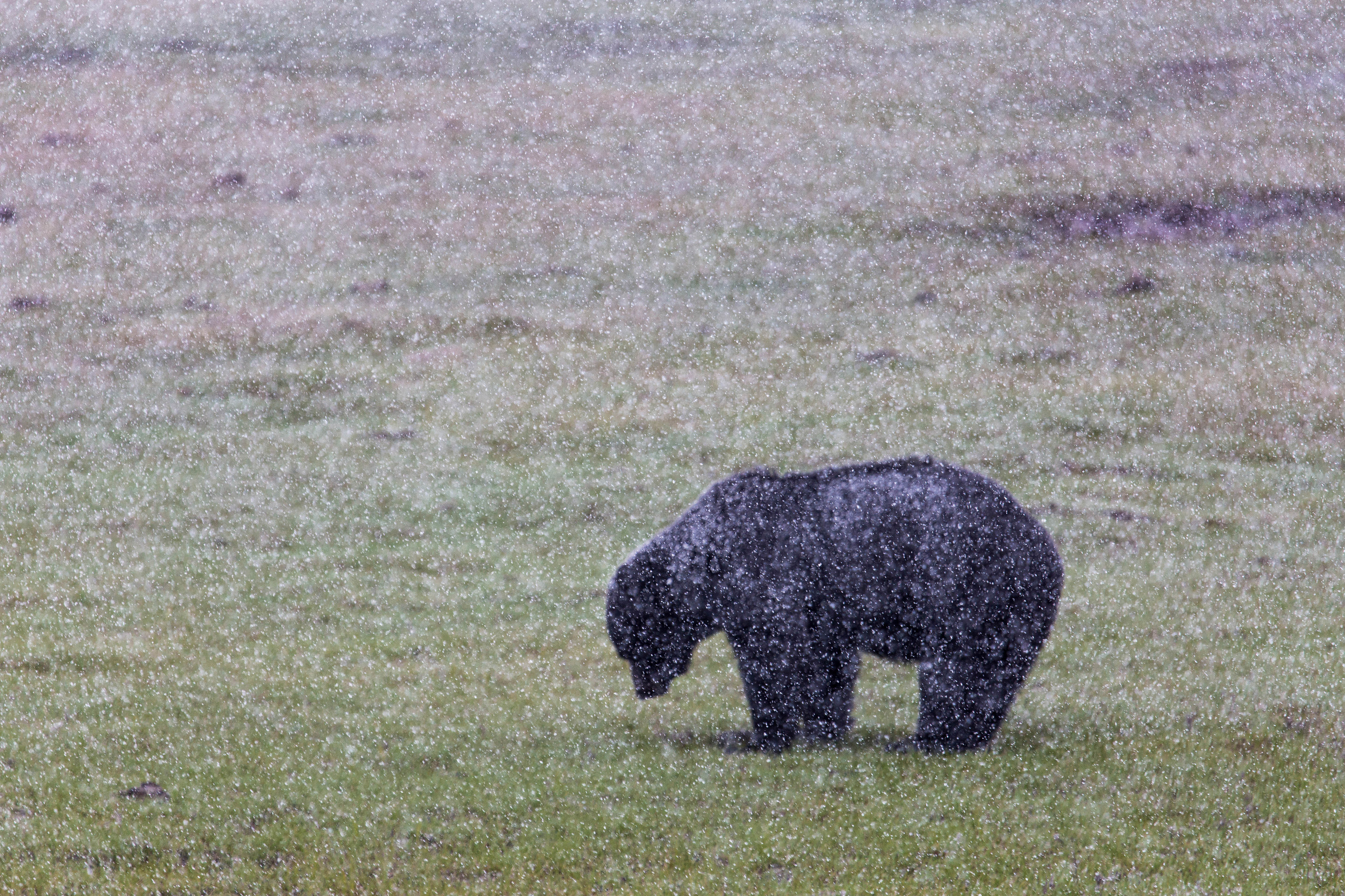 Black bear standing in grass with snow coming down