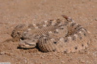 A sidewinder rattlesnake, a tan snake with small horns above its eyes and a rattle at the end of its tail, rests on sand.