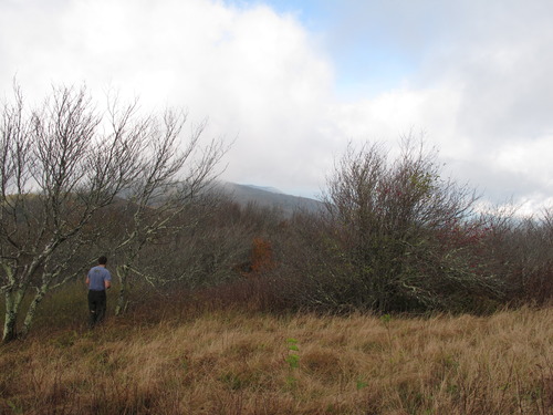 GRSM Accuracy Assessment. Plot Code: GRSM_AA_0015_5