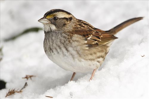 Savannah and white-throated sparrows in Cuyahoga Valley National Park