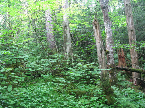 GRSM Accuracy Assessment. Plot Code: GRSM_AA_0682_4