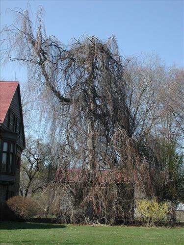 Overmature Weeping Beech at James A. Garfield National Historic Site.