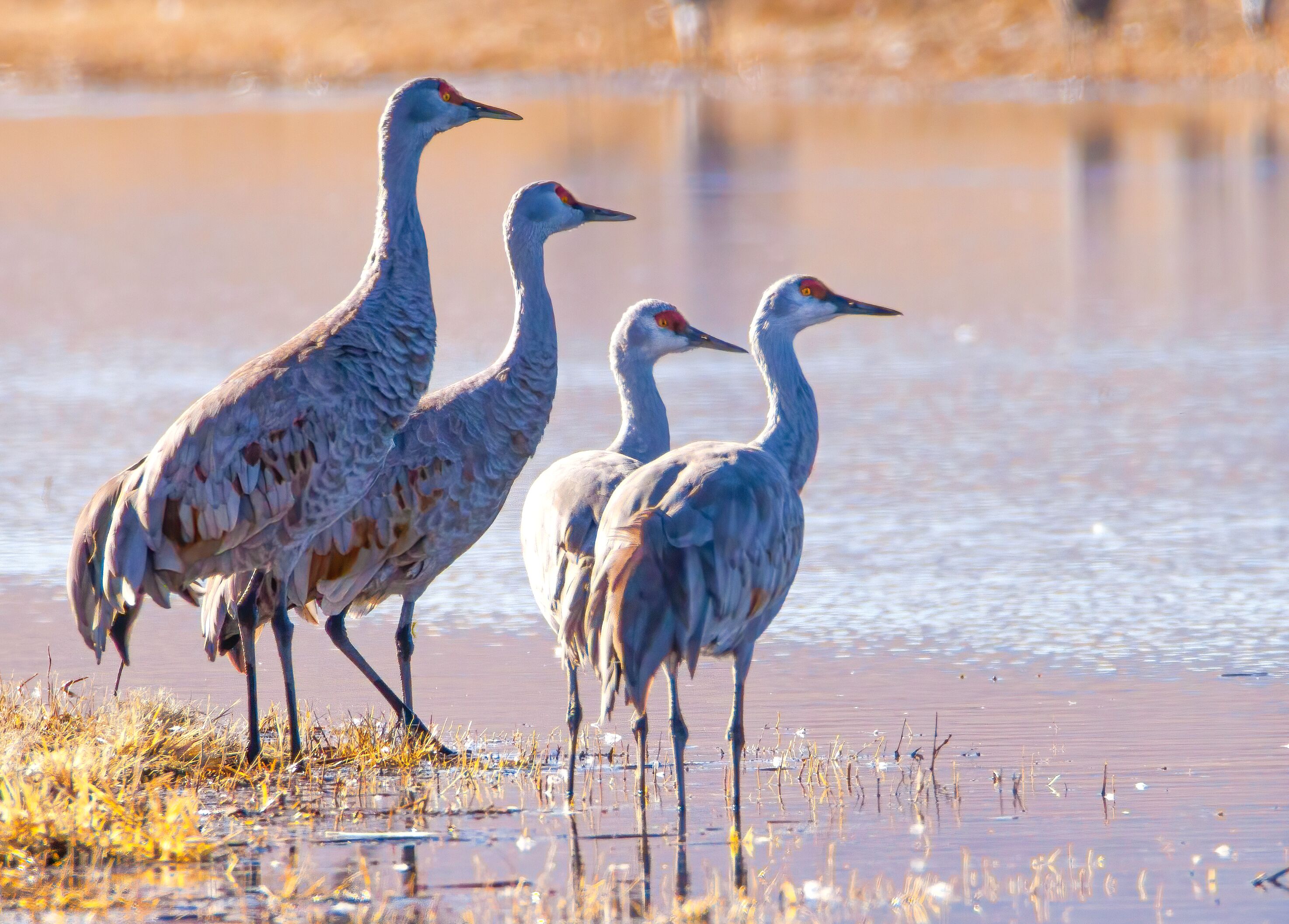 Four sandhill cranes stand at the edge of a wetland, watching together for predators or other activity.