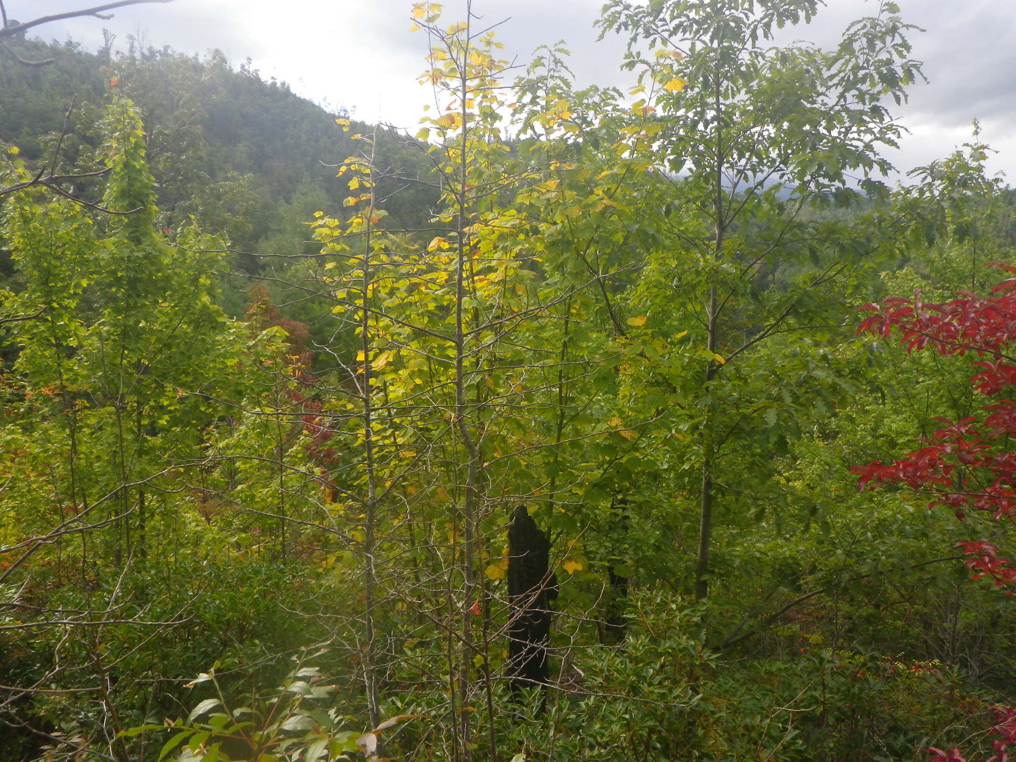 GRSM Accuracy Assessment. Plot Code: GRSM_AA_0588_4