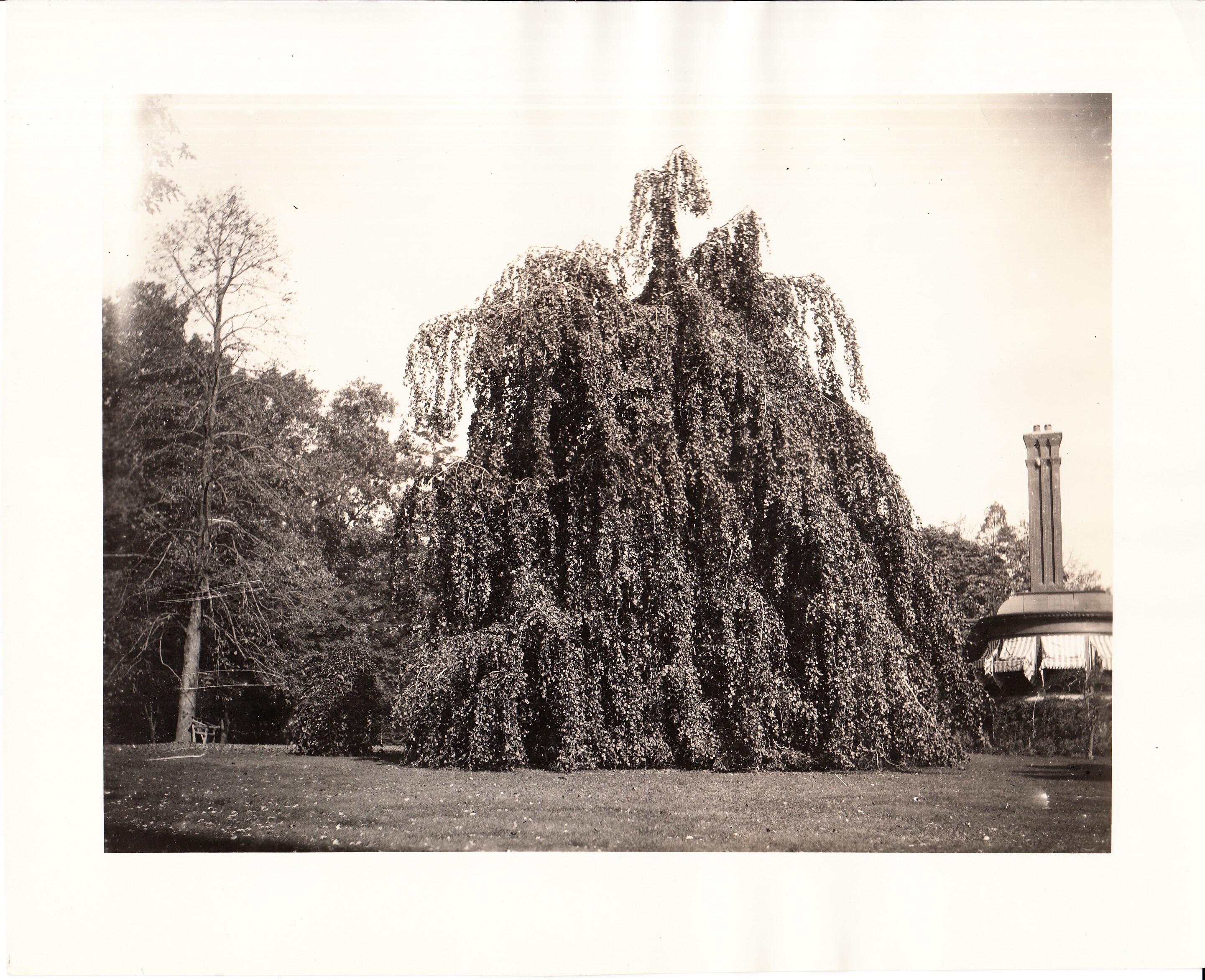 Glenmont, exterior, willow tree.