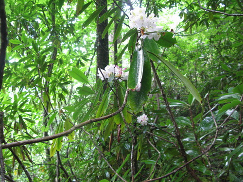 GRSM Accuracy Assessment. Plot Code: GRSM_AA_0767_3